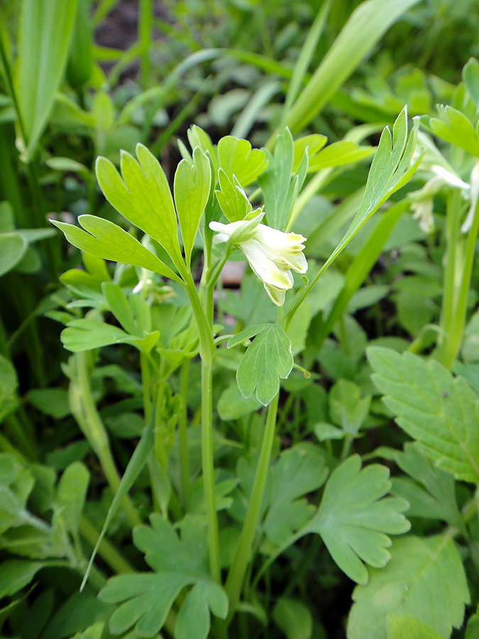 Изображение особи Corydalis capnoides.