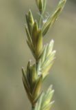 Elytrigia lolioides