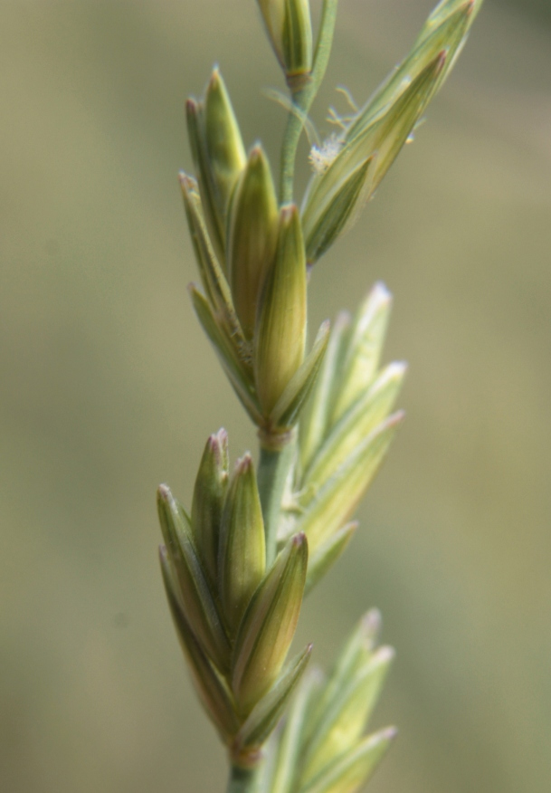 Изображение особи Elytrigia lolioides.