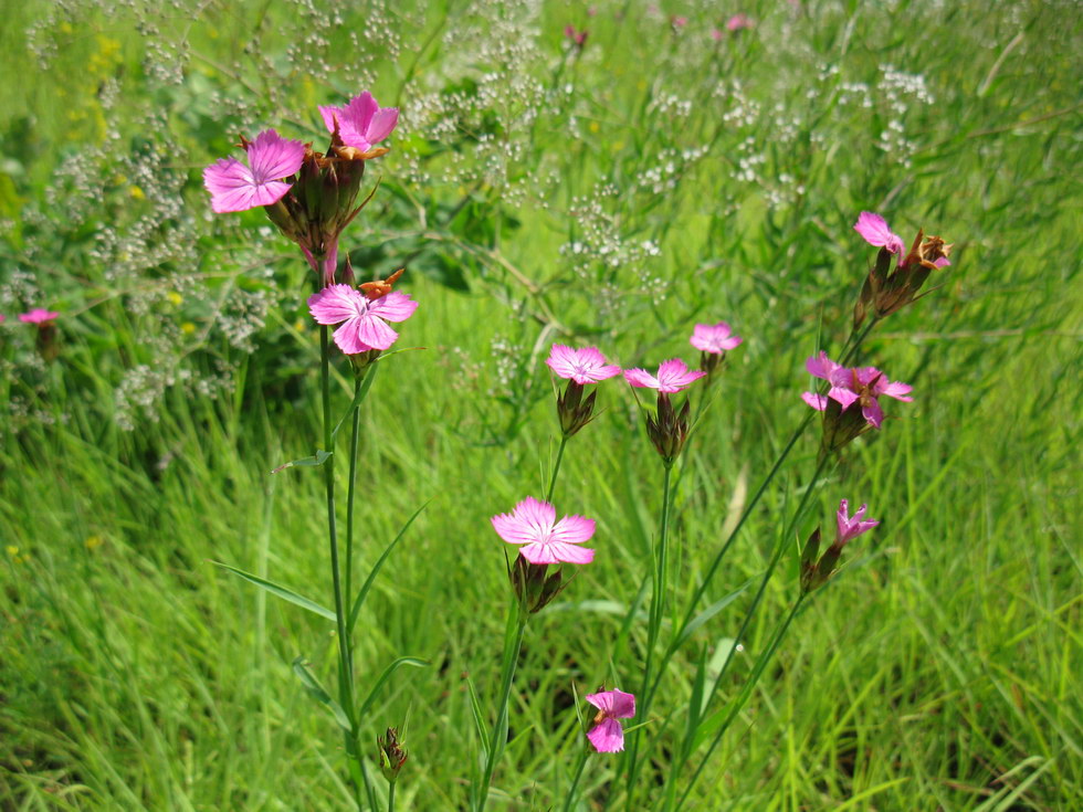 Image of Dianthus borbasii specimen.