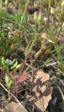 Cerastium pseudobulgaricum