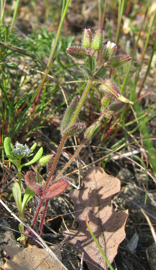 Изображение особи Cerastium pseudobulgaricum.