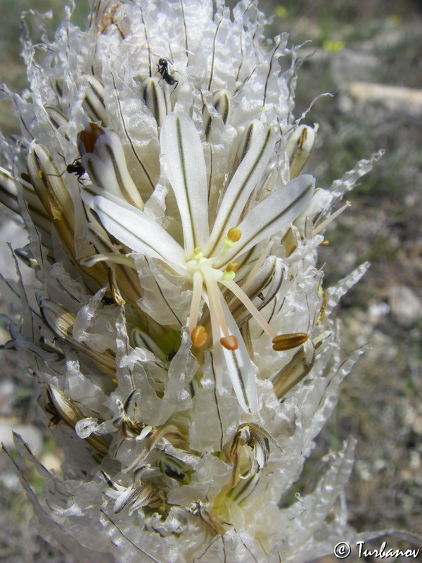 Image of Asphodeline taurica specimen.