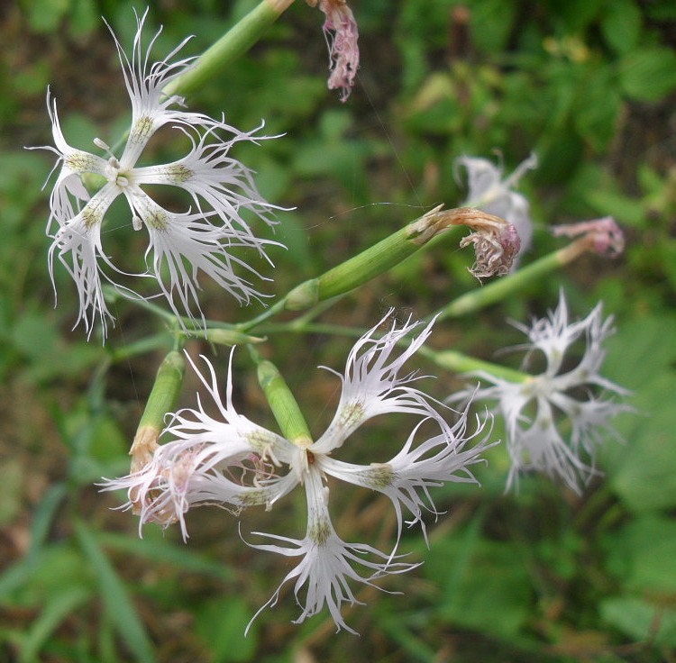 Image of Dianthus stenocalyx specimen.