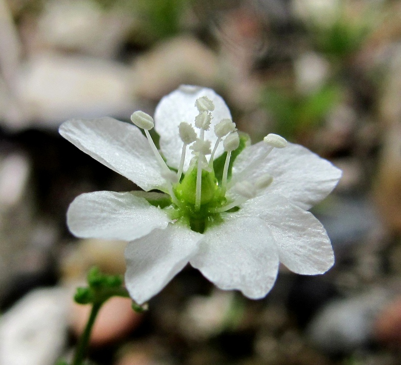 Image of Sagina nodosa specimen.