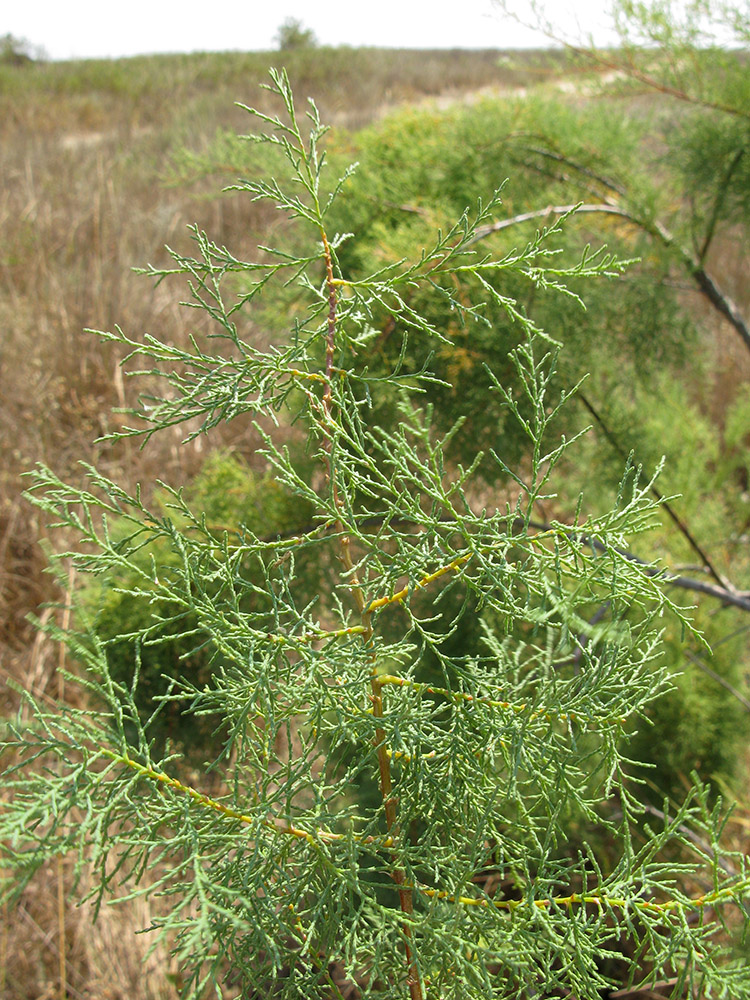 Изображение особи Tamarix ramosissima.