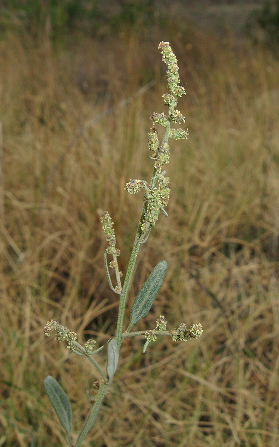 Изображение особи Atriplex oblongifolia.