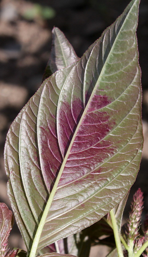 Изображение особи Amaranthus tricolor.