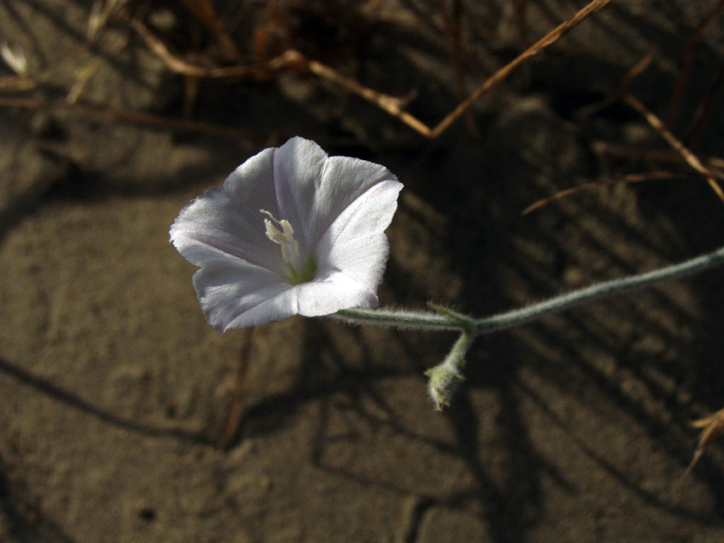 Изображение особи Convolvulus divaricatus.