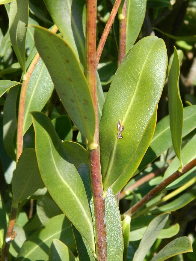 Изображение особи Bupleurum fruticosum.