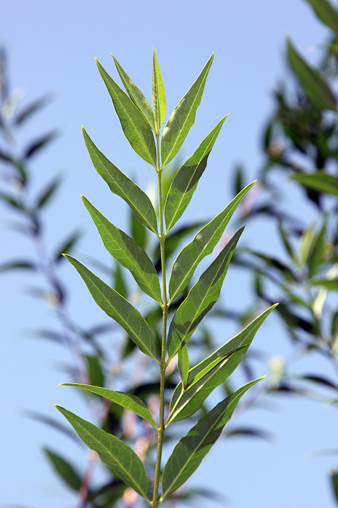 Image of Fontanesia phillyreoides specimen.