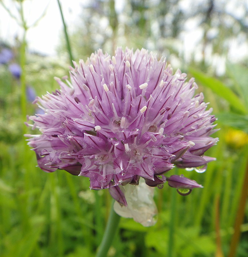 Image of Allium maximowiczii specimen.