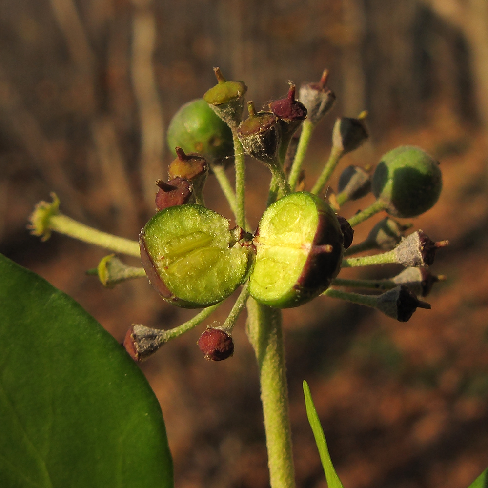 Image of Hedera helix specimen.