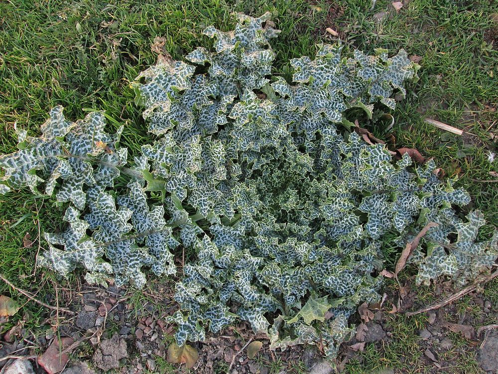 Image of Silybum marianum specimen.