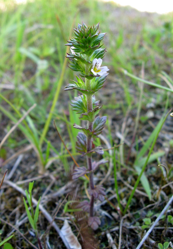 Изображение особи Euphrasia brevipila.