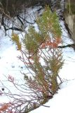 Platycladus orientalis. Молодое растение. Крым, предгорья, г. Бахчисарай, левый борт ущелья Ямандере. 25 декабря 2013 г.