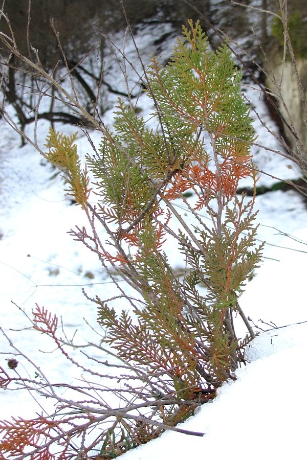 Image of Platycladus orientalis specimen.