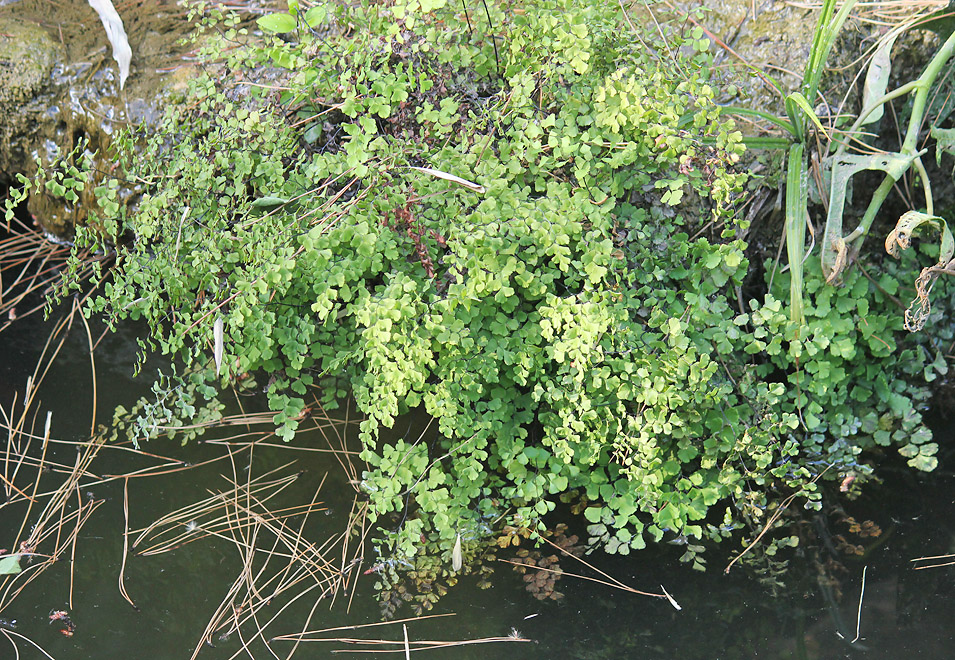 Изображение особи Adiantum capillus-veneris.