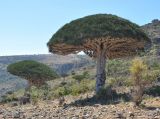 Dracaena cinnabari. Взрослые деревья. Сокотра, плато Диксам. 30.12.2013.