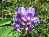 Vicia uralensis
