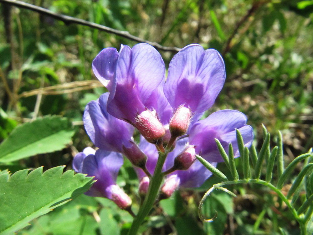 Image of Vicia uralensis specimen.