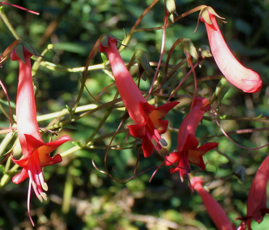 Изображение особи Phygelius capensis.