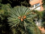 Picea pungens форма glauca. Верхушка побега с микростробилами. Московская обл., г. Павловский Посад, пл. Революции, в культуре. 01.02.2014.