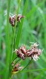 Bolboschoenus laticarpus. Часть соцветия. Республика Татарстан, г. Елабуга, берег р. Кама. 02.07.2009.