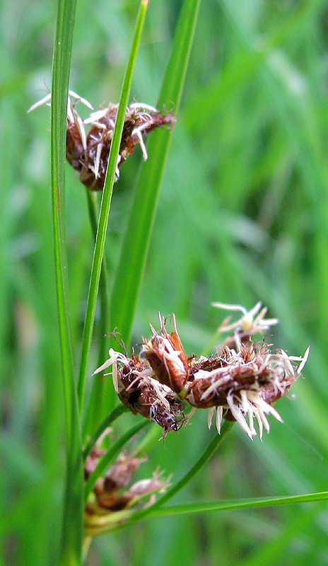 Изображение особи Bolboschoenus laticarpus.