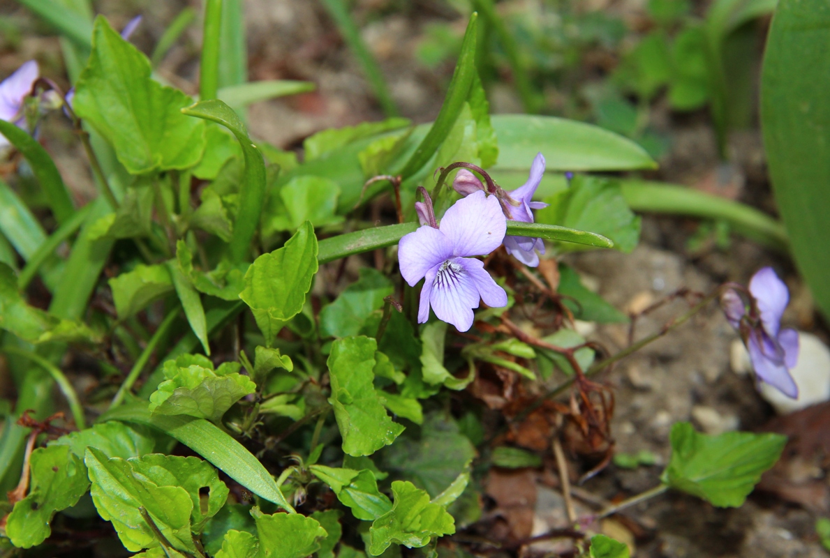 Изображение особи Viola sieheana.