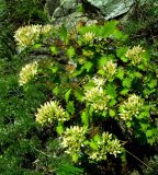 Hylotelephium populifolium