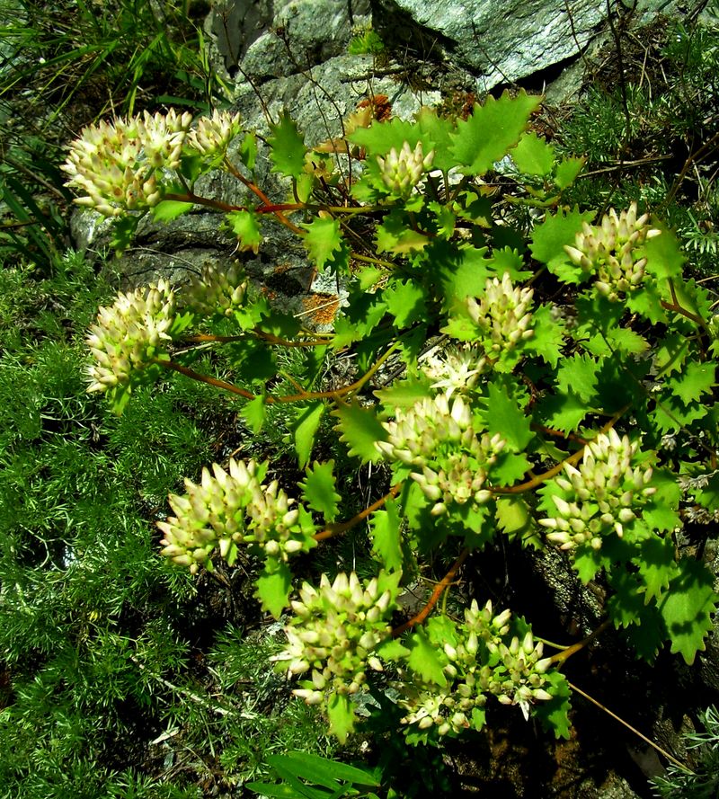 Image of Hylotelephium populifolium specimen.