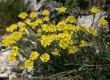 Alyssum trichostachyum. Цветущее растение. Краснодарский край, г. Новороссийск, хр. Маркотх, горная степь. 13.04.2014.