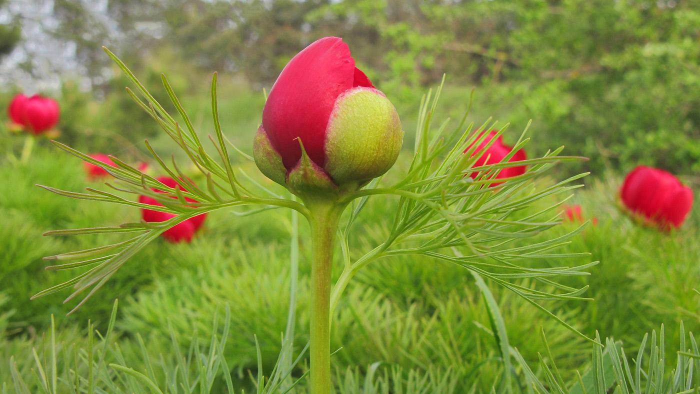 Image of Paeonia tenuifolia specimen.