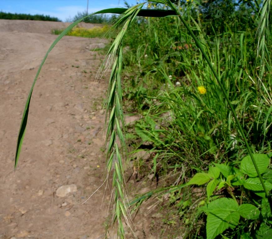 Изображение особи Elymus sibiricus.