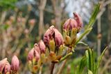 Rhododendron schlippenbachii