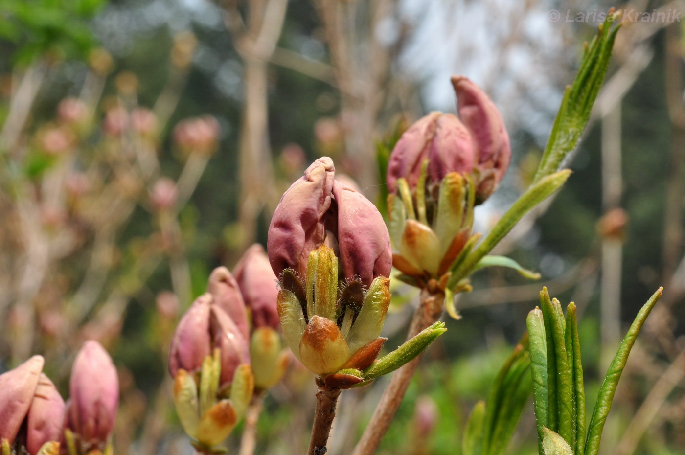 Image of Rhododendron schlippenbachii specimen.