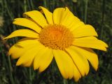 Glebionis segetum