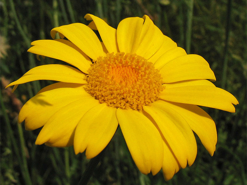 Image of Glebionis segetum specimen.