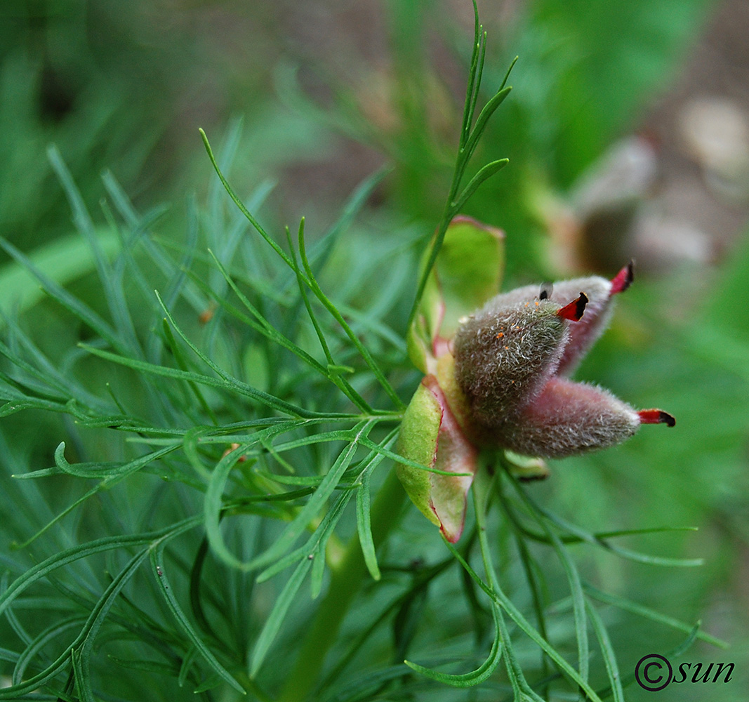 Image of Paeonia tenuifolia specimen.