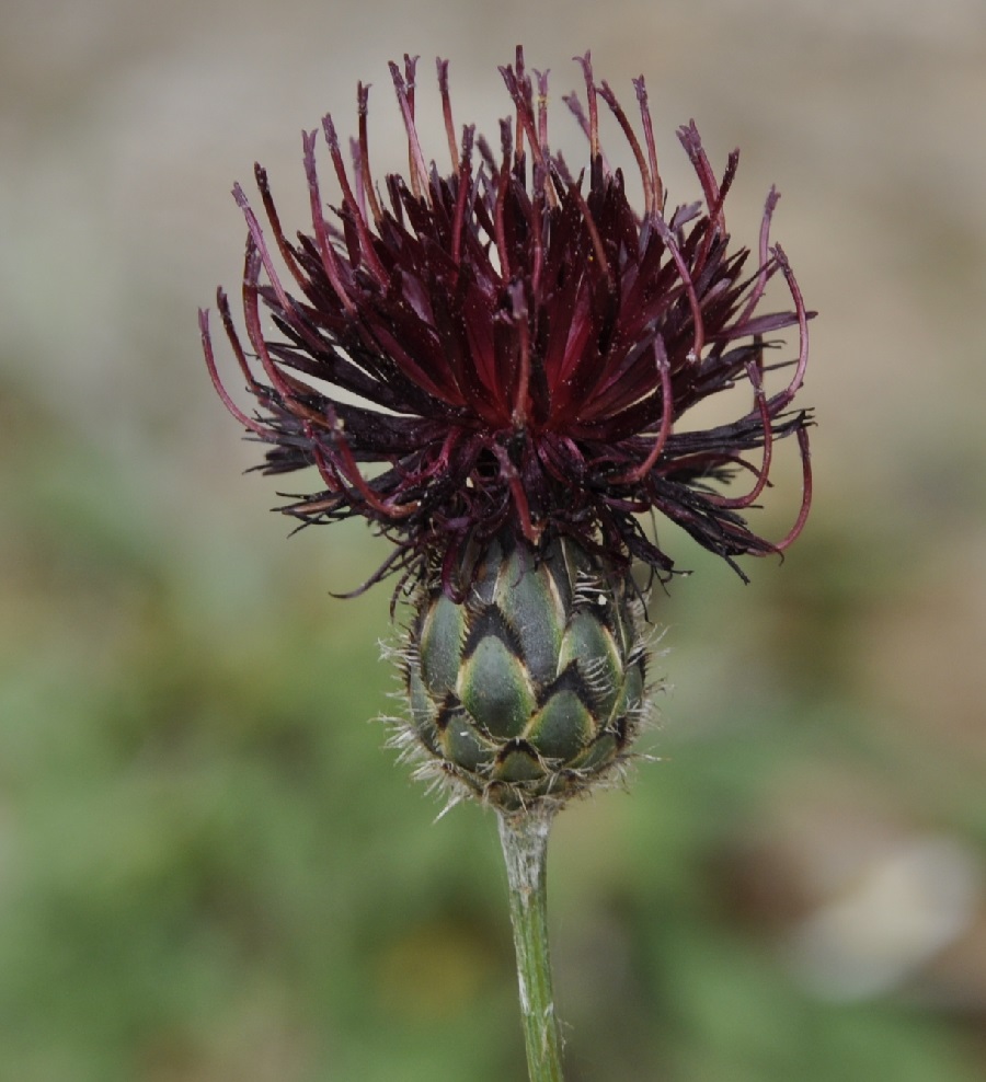 Изображение особи Centaurea immanuelis-loewii.