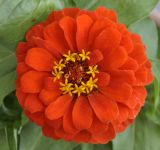 Zinnia elegans