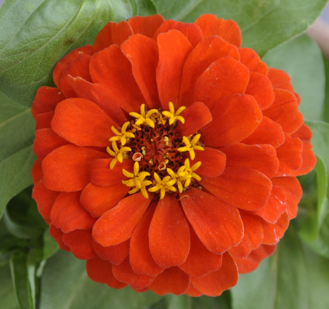 Image of Zinnia elegans specimen.