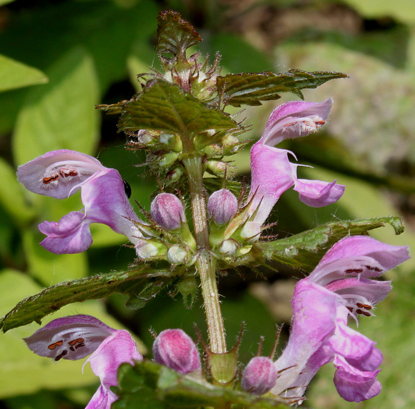 Image of Lamium maculatum specimen.