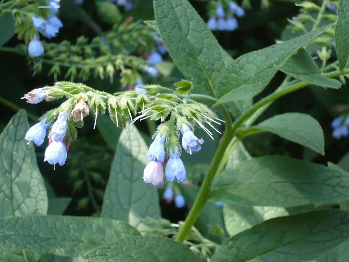 Изображение особи Symphytum caucasicum.