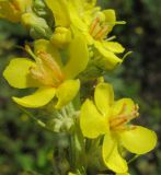 Verbascum lychnitis. Часть соцветия. Татарстан, г. Бавлы. 28.06.2014.