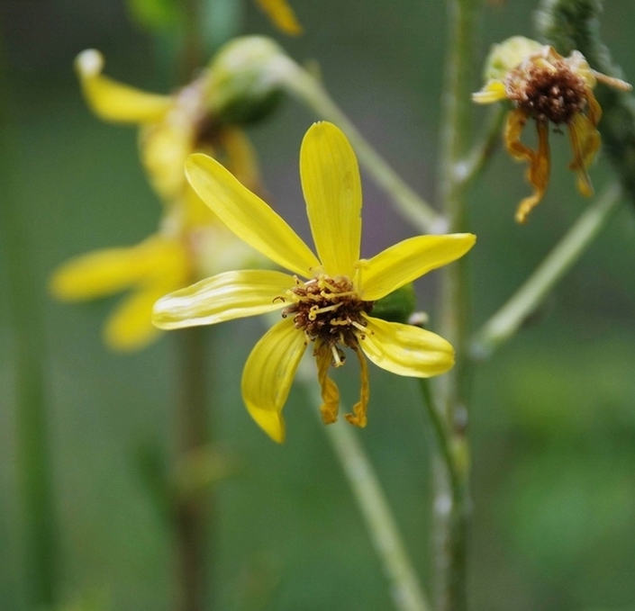 Изображение особи Ligularia narynensis.