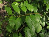 Cephalanthus occidentalis. Побег с бутонами. Москва, ГБС РАН. 02.07.2014.