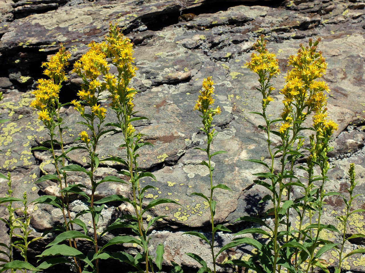 Image of Solidago virgaurea specimen.