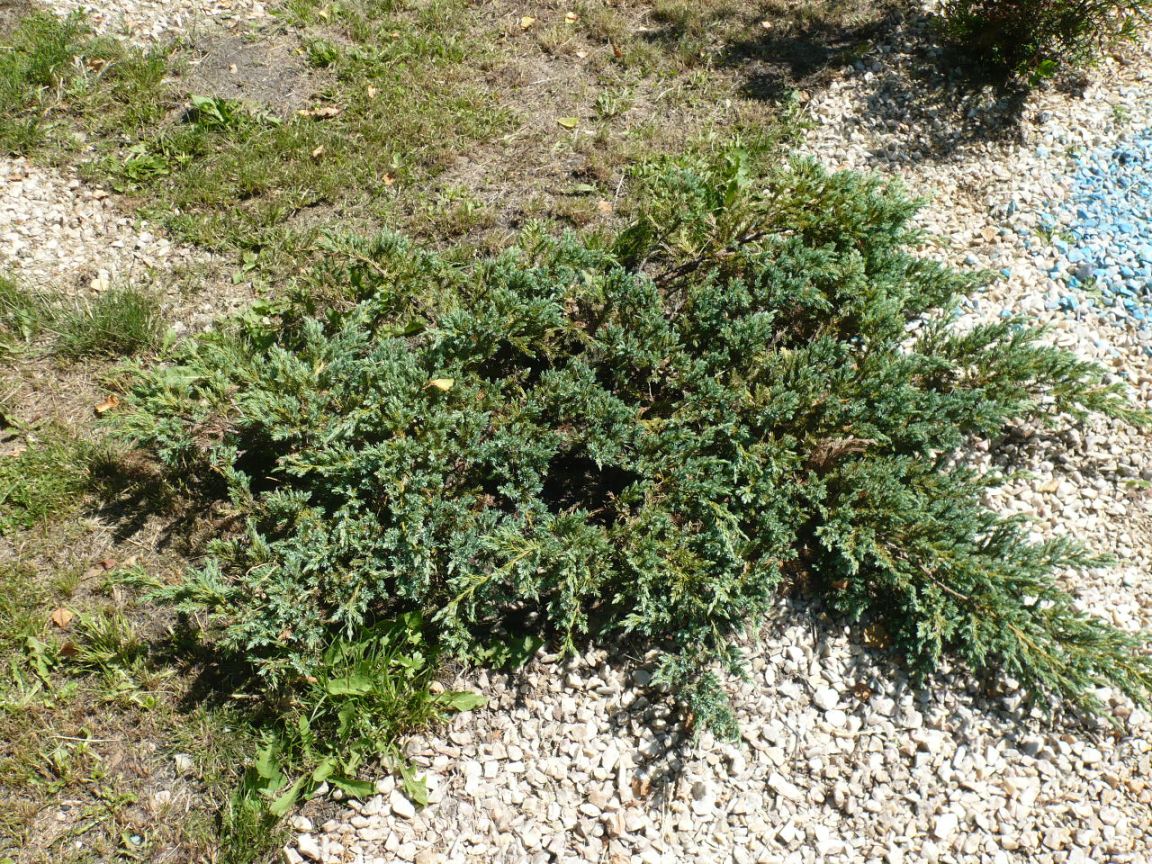 Image of Juniperus squamata specimen.